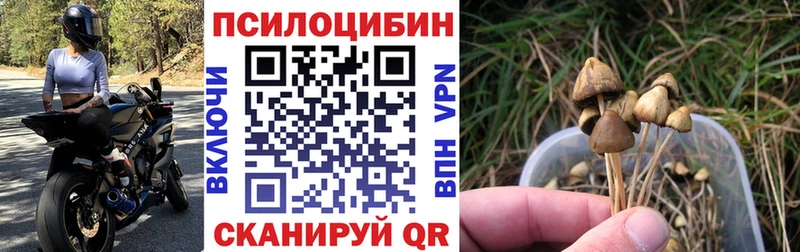 Купить закладки  Вихоревка  Галлюциногенные грибы Psilocybine cubensis 